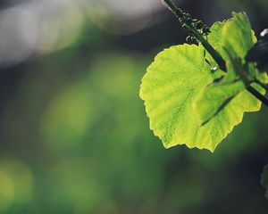 Preview wallpaper leaves, grass, background