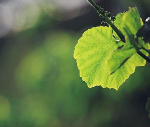 Preview wallpaper leaves, grass, background