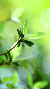 Preview wallpaper leaves, grass, branch, light, spots