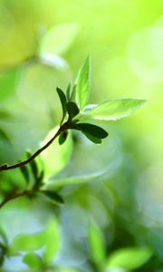 Preview wallpaper leaves, grass, branch, light, spots