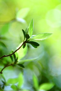 Preview wallpaper leaves, grass, branch, light, spots