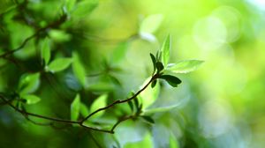 Preview wallpaper leaves, grass, branch, light, spots