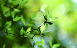 Preview wallpaper leaves, grass, branch, light, spots