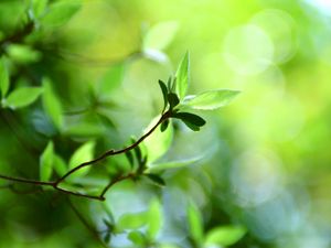 Preview wallpaper leaves, grass, branch, light, spots