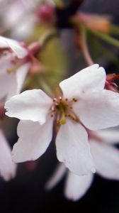 Preview wallpaper leaves, grass, branch, flowering