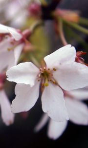 Preview wallpaper leaves, grass, branch, flowering