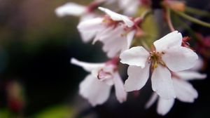 Preview wallpaper leaves, grass, branch, flowering