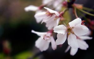 Preview wallpaper leaves, grass, branch, flowering