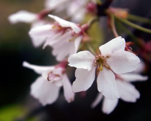 Preview wallpaper leaves, grass, branch, flowering