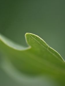 Preview wallpaper leaves, grass, carved, blurring