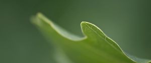 Preview wallpaper leaves, grass, carved, blurring