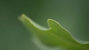 Preview wallpaper leaves, grass, carved, blurring