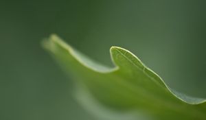 Preview wallpaper leaves, grass, carved, blurring