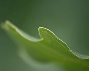 Preview wallpaper leaves, grass, carved, blurring