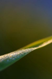 Preview wallpaper leaves, grass, close-up, blurred