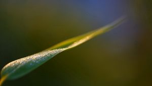 Preview wallpaper leaves, grass, close-up, blurred