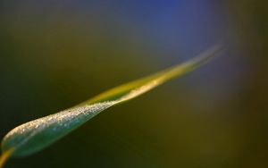 Preview wallpaper leaves, grass, close-up, blurred