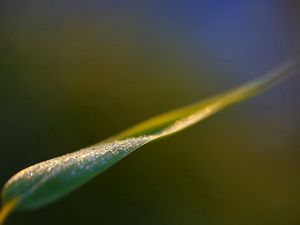 Preview wallpaper leaves, grass, close-up, blurred