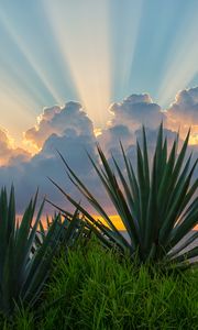 Preview wallpaper leaves, grass, clouds, sunshine