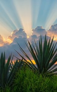 Preview wallpaper leaves, grass, clouds, sunshine