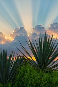 Preview wallpaper leaves, grass, clouds, sunshine