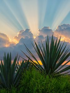 Preview wallpaper leaves, grass, clouds, sunshine