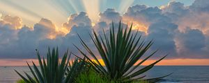 Preview wallpaper leaves, grass, clouds, sunshine