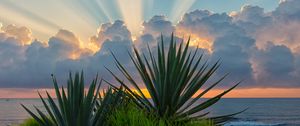 Preview wallpaper leaves, grass, clouds, sunshine