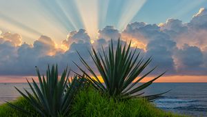 Preview wallpaper leaves, grass, clouds, sunshine