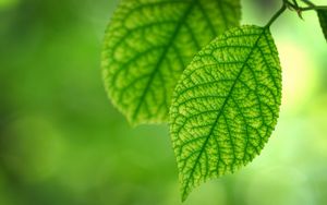 Preview wallpaper leaves, grass, couple, branch