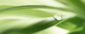 Preview wallpaper leaves, grass, droplet, blurring