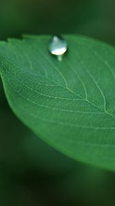 Preview wallpaper leaves, grass, drops, dew