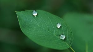 Preview wallpaper leaves, grass, drops, dew