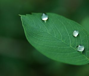 Preview wallpaper leaves, grass, drops, dew