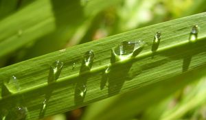 Preview wallpaper leaves, grass, drops, dew, light