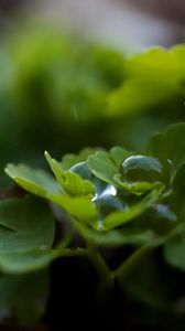 Preview wallpaper leaves, grass, drops, dew