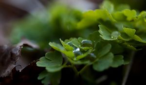 Preview wallpaper leaves, grass, drops, dew