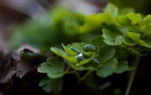 Preview wallpaper leaves, grass, drops, dew