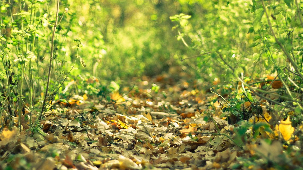 Wallpaper leaves, grass, fallen