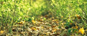 Preview wallpaper leaves, grass, fallen