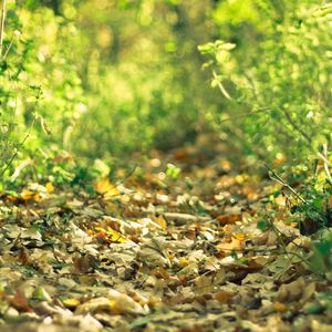 Preview wallpaper leaves, grass, fallen