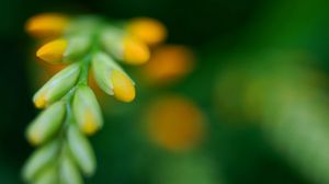 Preview wallpaper leaves, grass, form, light, blurred