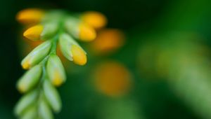 Preview wallpaper leaves, grass, form, light, blurred