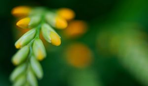 Preview wallpaper leaves, grass, form, light, blurred