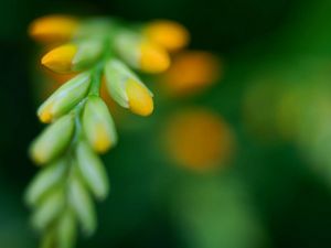 Preview wallpaper leaves, grass, form, light, blurred