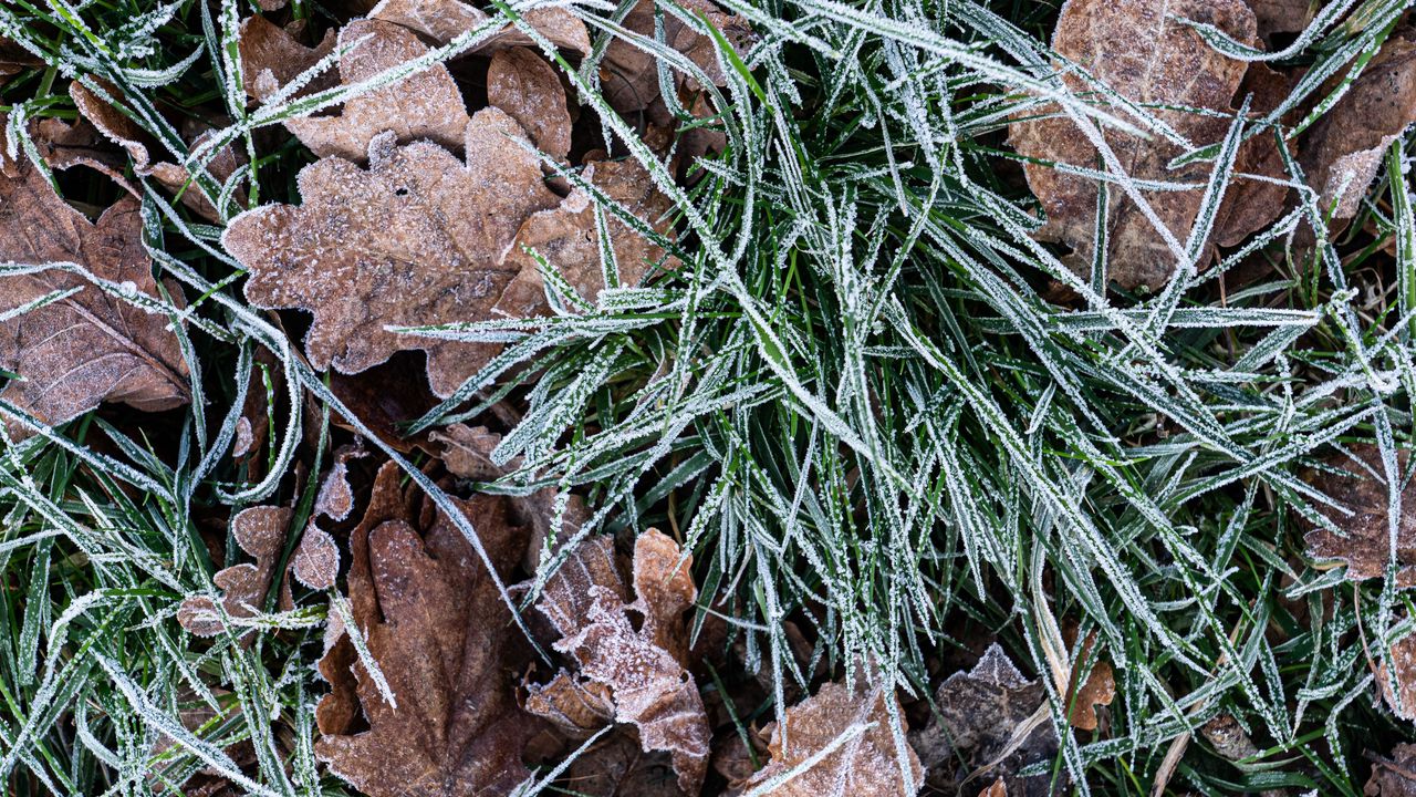 Wallpaper leaves, grass, frost, dry, macro