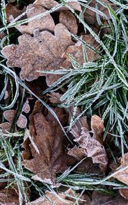 Preview wallpaper leaves, grass, frost, dry, macro