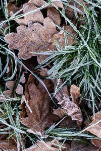Preview wallpaper leaves, grass, frost, dry, macro