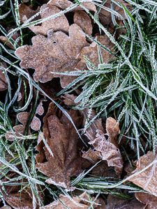 Preview wallpaper leaves, grass, frost, dry, macro