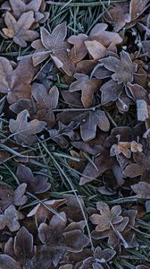 Preview wallpaper leaves, grass, frost, nature